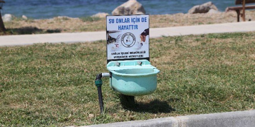 Sokak Hayvanlarının İmdadına Burhaniye Belediyesi Yetişiyor