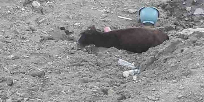 Kulp’ta Çamura Saplanan İneği Kurtarma Operasyonu