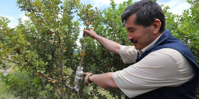 Sakız, Yunanistan Tekelinden Çıkarılacak