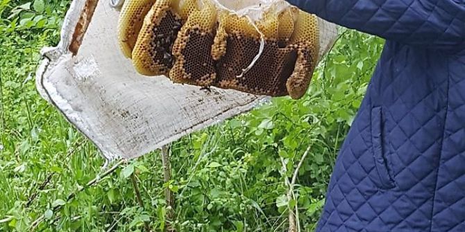 Arılar Naylon Çuval Üzerinde Oğul Yaptılar