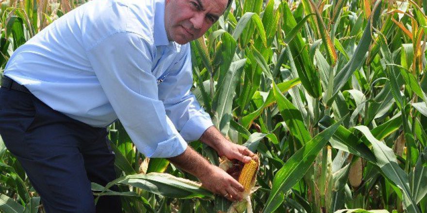 Tümer: "Tmo Mısır Alımlarına Başladı"