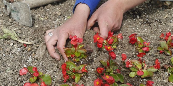 Yaz Çiçekleri Gölbaşı’nı Renklendiriyor