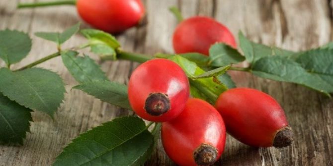 “Kuşburnu Tohumuyla Cildinizi Yenileyebilirsiniz”