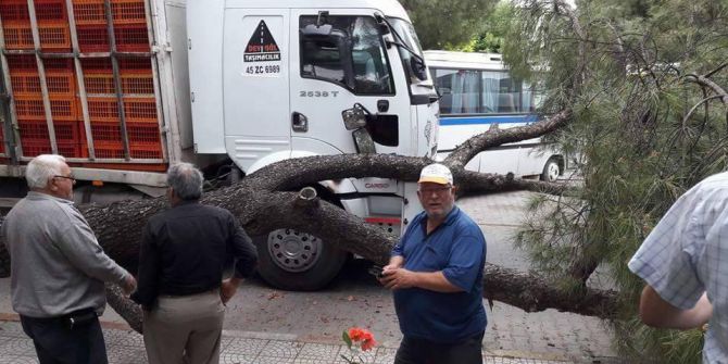 Kamyonun Devirdiği Ağaç Canından Edecekti
