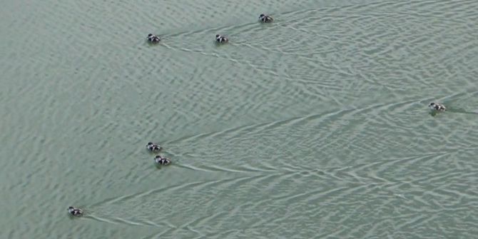 12 Angut Yavrusu Anneleriyle Kum Ocağına Sığındı