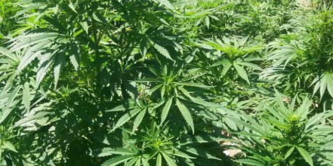 Ormanlık Alandaki Kenevir Tarlasına Baskın