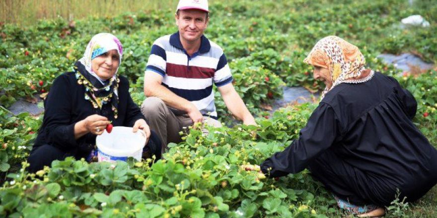 Nilüfer Organik Çilek Ve Enginarın Merkezi Oluyor