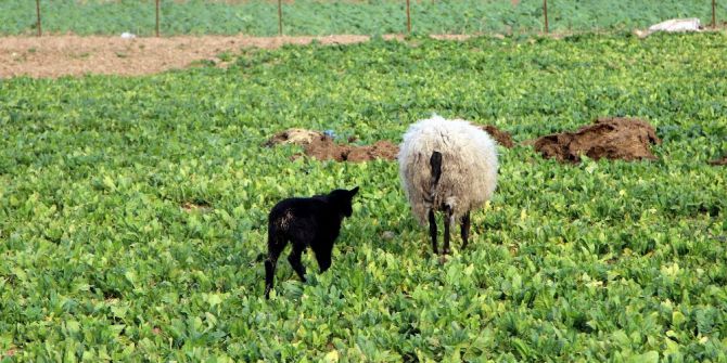 Kuzulara Anne Kanı Enjekte Ederek Hayatlarını Kurtarıyor