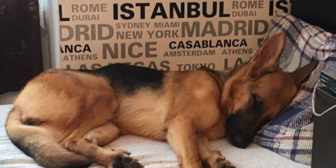 Kaybolan Köpeği Bulana 5 Bin Tl Ödül Koydu