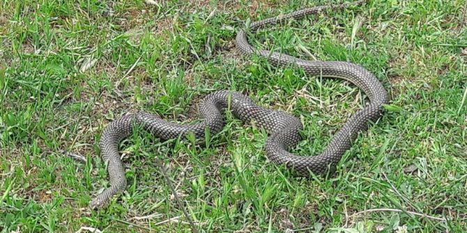 Kabir Ziyaretinde Yılan Saldırısı