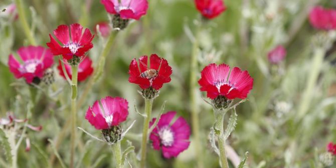 Gölbaşı’nda Toprakla Buluşan Sevgi Tohumları Çiçek Açtı