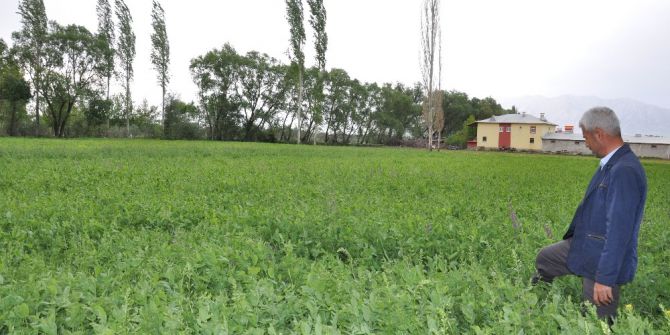 Elbistan’da Yem Bezelyesi Ekimi Başarılı Oldu