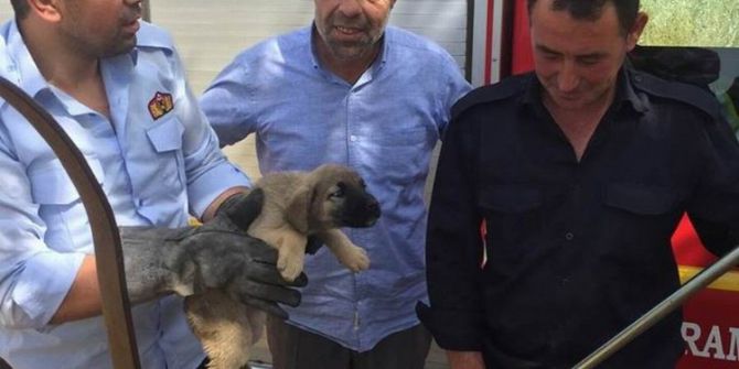 Kuyuya Düşen Yavru Köpek Kurtarıldı