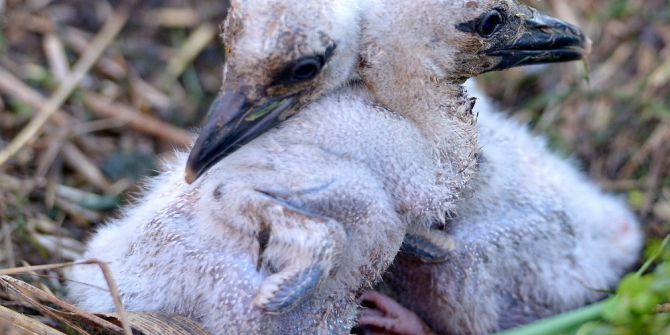 Bu Leylek Yavrularının Ebeveyni Engelli