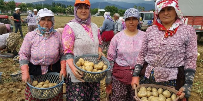 Patateste Bahar Bereketi