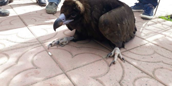 Bitkin Halde Bulunan Akbaba Tedavi Altına Alındı