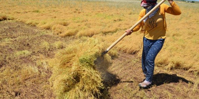 İşçilerin 40 Derecede Mercimek Hasadı
