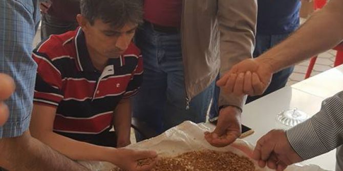Kızıltepe’de Arpadan Sonra Yeni Mahsul Mercimek Hasadı Da Başladı