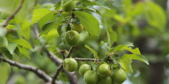 Ceviz Büyüklüğündeki Dolu, Bahçelere Zarar Verdi