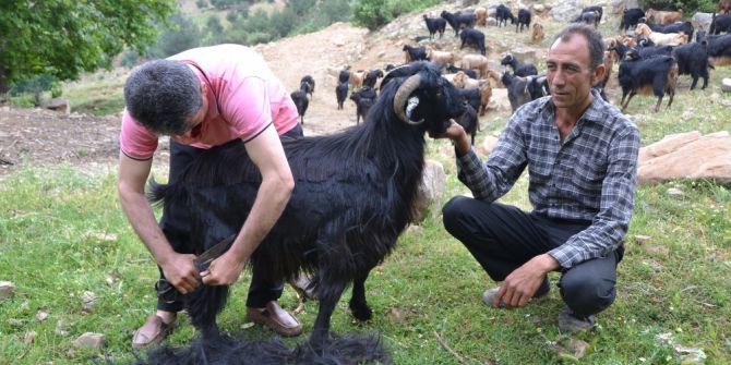 Hassa’da Küçükbaş Kırkım Sezonu Başladı