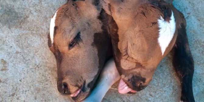 Çift Başlı Doğan Buzağı Görenleri Şaşırttı