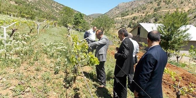 Bu Yıl 960 Bin Dekar Alana Hububat Ekildi