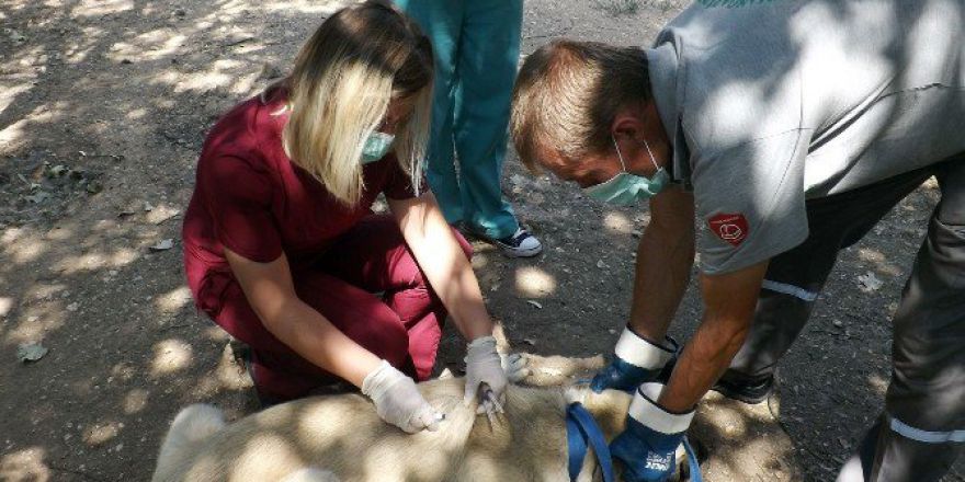 Barınaktaki Köpekler Aşılandı