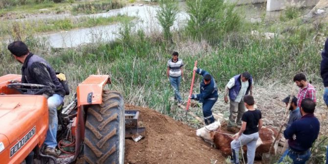 Bataklığa Saplanan İneği İtfaiye Kurtardı