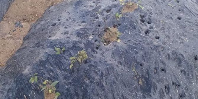 Erzincan’da Dolu Tarım Arazilerine Büyük Zarar Verdi