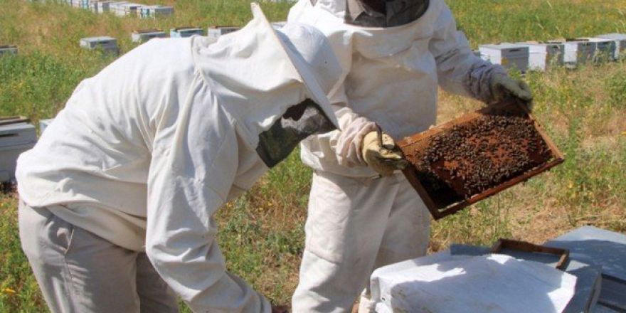 Yenişehir’de Arıcılık Gelişiyor