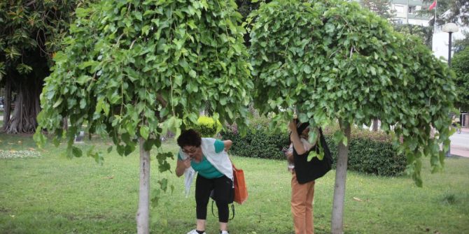 Vatandaşın Karadut Aşkı