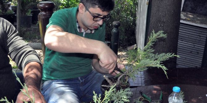 Bonsai Sanatı İle Ağaçlara Şekil Verdiler