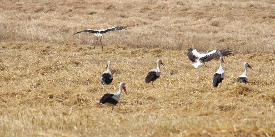 Leylekler Hububat Tarlalarında Ava Çıktı