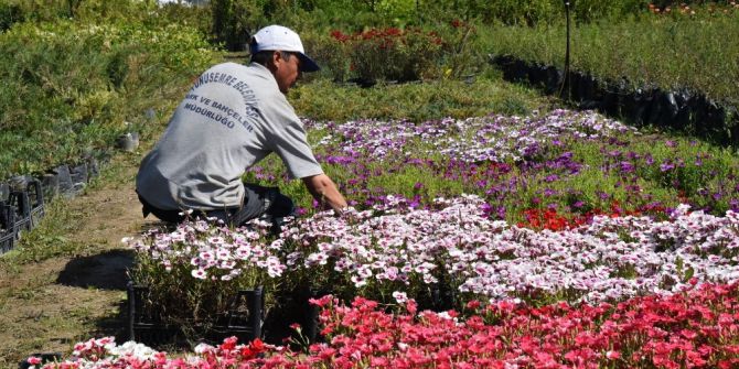 Yunusemre Yazın Da Rengarenk Olacak
