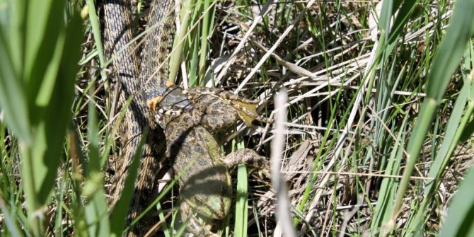 Su Yılanı Avını Yerken Görüntülendi