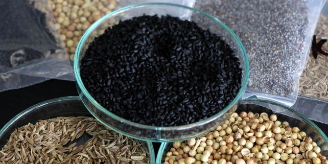 Kazdağları’nda Yerli Tohumları Güçlendiriyorlar