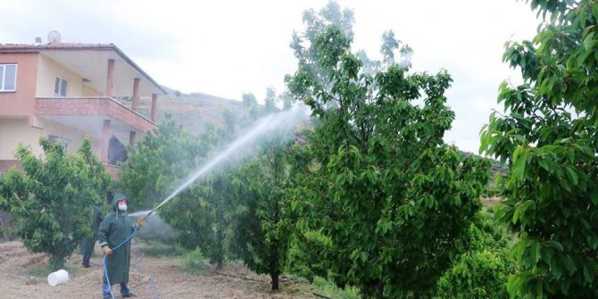 Dalbastı Kirazında Toplu İlaçlamalar Başladı