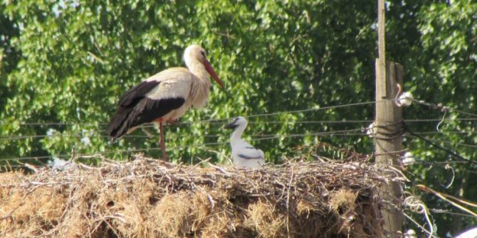 Yavru Leylekler Yumurtadan Çıktı