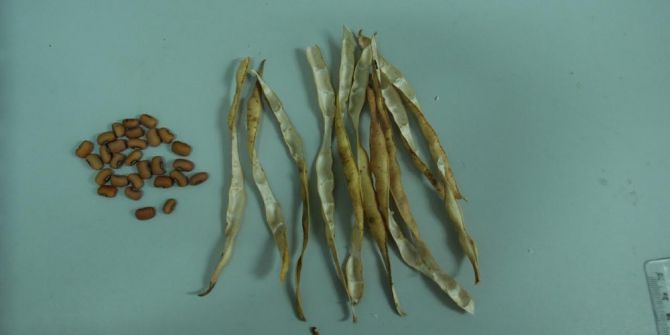 Türkiye’nin İlk Yemlik Börülce Çeşidi ’Ülkem’ Tescil Edildi