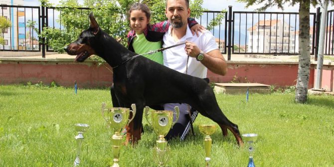 Bianca, Dünya Doberman Şampiyonasına Hazırlanıyor