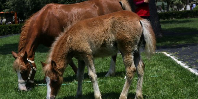 Adana Hipodromu’nun "Sürpriz"i