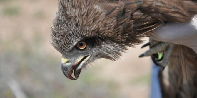 Vurulan Çaylak İyileşti, Doğaya Salındı
