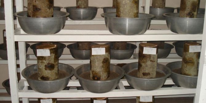 Trabzon Ormanları’nda Zararlı Böceklere Karşı Mücadele Sürüyor