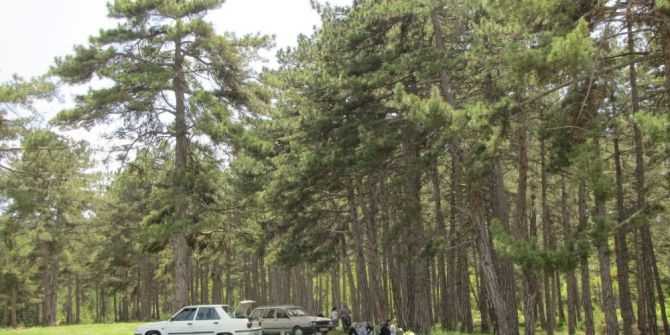 Doğa Harikası Piknik Alanı Sahipsiz