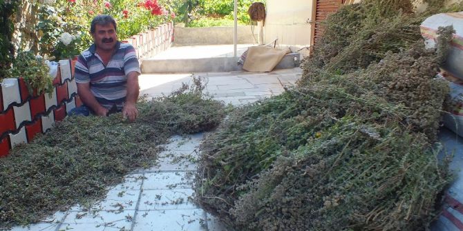 Anamur’da Kekik Ve Adaçayı Hasadı Başladı