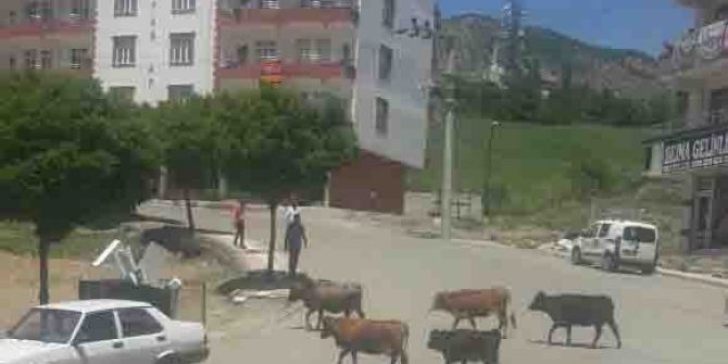 Kulp’ta Başıboş Hayvanlar Vatandaşı Bezdirdi