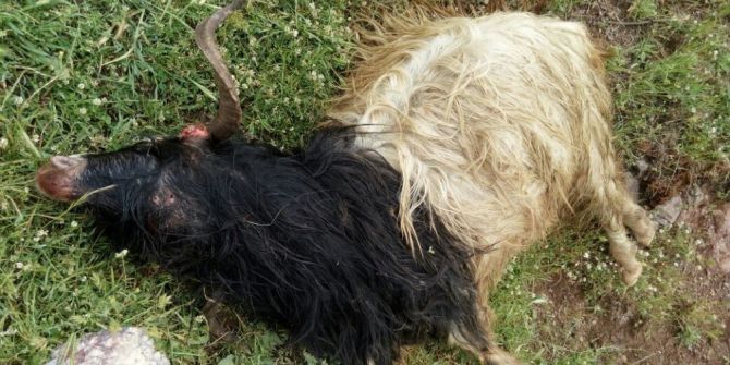 Kurtlar Sürüye Saldırdı