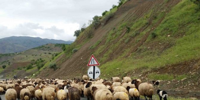 Kulp’ta Yayla Sezonu Açıldı
