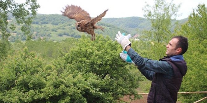 Sağlık Merkezinde Mahsur Kalan Baykuş Kurtarıldı