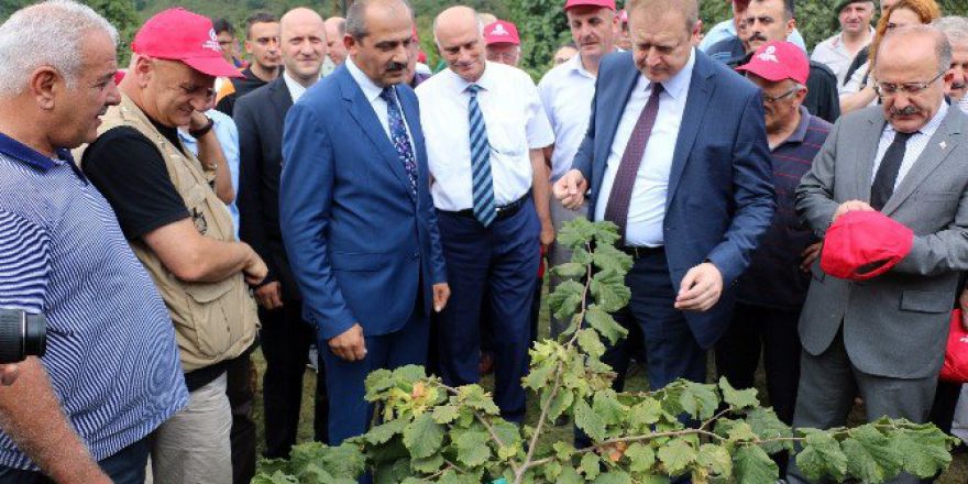 Örnek Bahçelerde İlk Fındık Hasadı Yapıldı